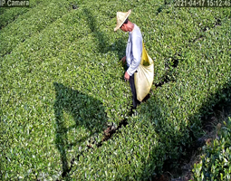 茶香四溢！一茶葉種植戶借助開寧4K慢直播攝像頭為您帶來原品質直播體驗